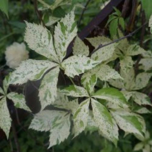 Девичий виноград сорта. Лучшие сорта девичьего винограда пятилисточкового