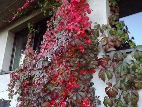 Девичий виноград на стене дома. Девичий виноград в ландшафтном дизайне приусадебного участка