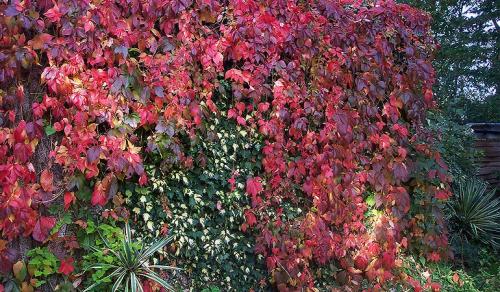 Девичий виноград минусы. Девичий виноград в ландшафтном дизайне приусадебного участка