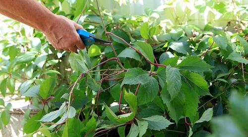 Размножение девичьего винограда весной. Как легко и просто черенками размножить девичий виноград: режем весной и летом