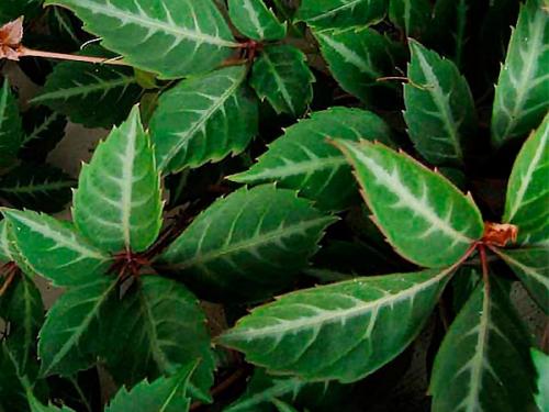 Девичий виноград минусы. Девичий виноград в ландшафтном дизайне приусадебного участка