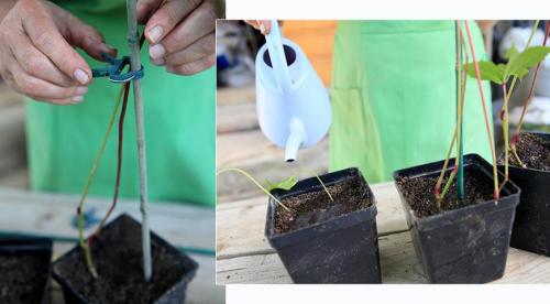 О размножении девичьего винограда. Посадка, выращивание и размножение девичьего винограда 10 О размножении девичьего винограда. Посадка, выращивание и размножение девичьего винограда 10