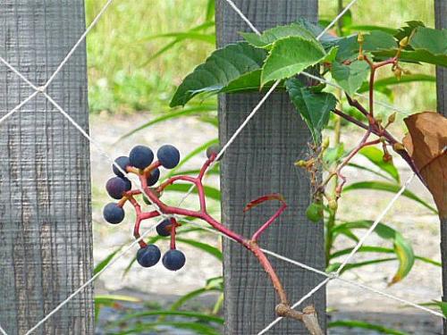 Девичий виноград размножение семенами. Навигация по записям