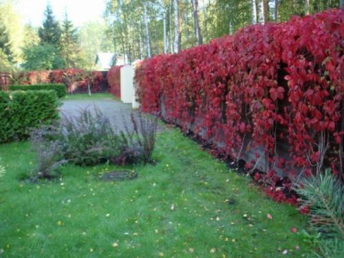 О размножении девичьего винограда. Посадка, выращивание и размножение девичьего винограда 05 О размножении девичьего винограда. Посадка, выращивание и размножение девичьего винограда 05