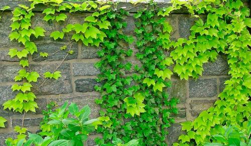 Девичий виноград минусы. Девичий виноград в ландшафтном дизайне приусадебного участка