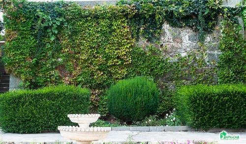 Девичий виноград минусы. Девичий виноград в ландшафтном дизайне приусадебного участка