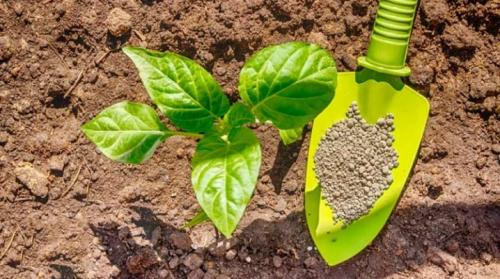 Сроки внесения фосфорных удобрений. Виды фосфорных удобрений и их применение