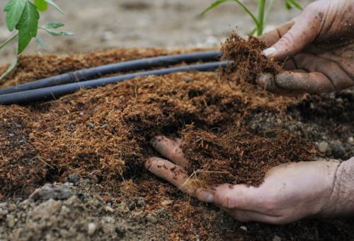 Фосфорно-калийные удобрения для плодовых деревьев. Нормы внесения минеральных удобрений под плодовые деревья