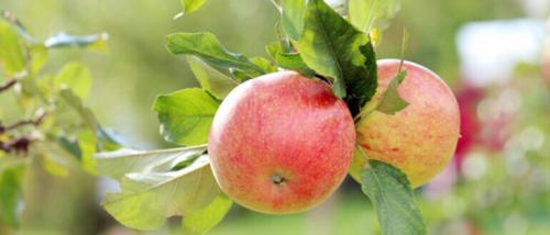 Подкормка яблонь народными средствами. Когда и чем подкормить яблони в июле месяце с плодами