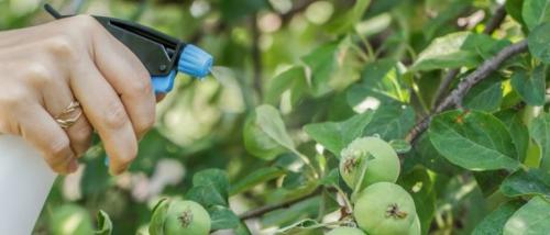 Фосфорно-калийные удобрения для плодовых деревьев. Нормы внесения минеральных удобрений под плодовые деревья