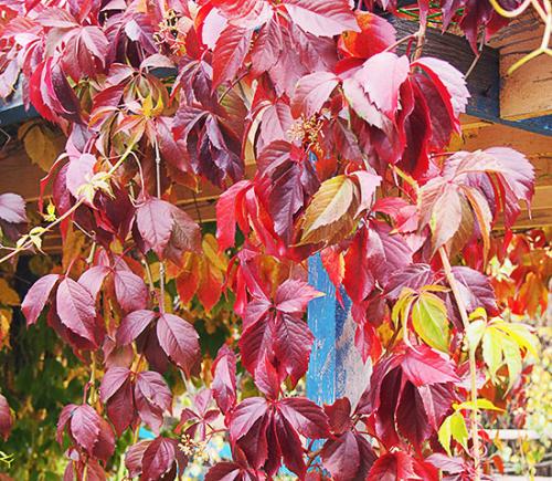 Как сажать девичий виноград осенью. Девичий виноград — размножение черенками осенью