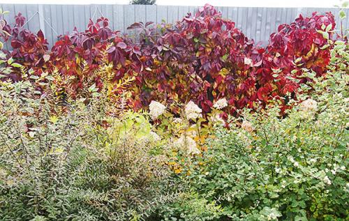 Как сажать девичий виноград осенью. Девичий виноград — размножение черенками осенью