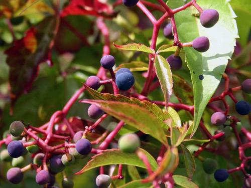 Как долго растет девичий виноград. Ботаническое описание