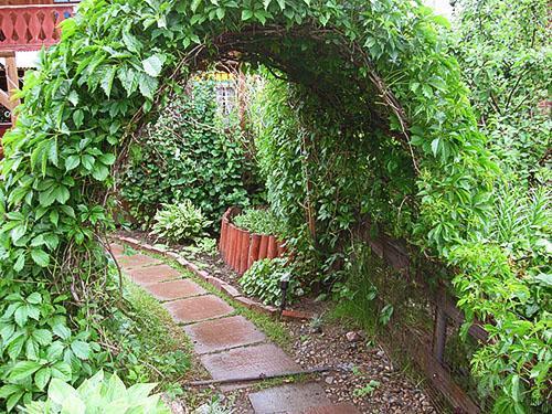 Как посадить дикий виноград. Где посадить дикий виноград