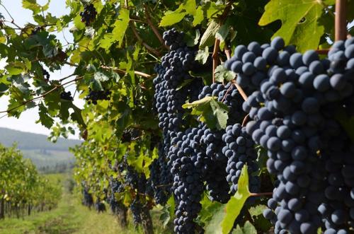 Перелив саженцев винограда. Важные нюансы при поливе винограда