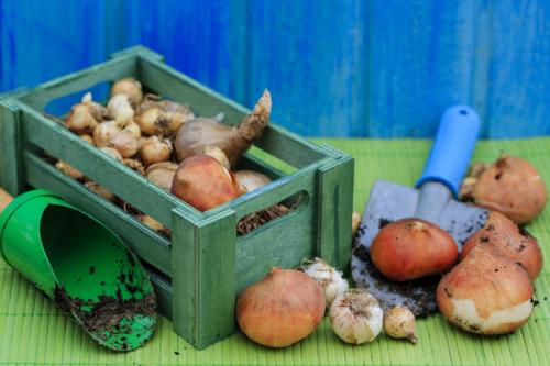 Посадка луковичных осенью: двухэтапная подготовка луковиц и другие секреты