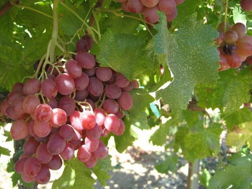 Перелив саженцев винограда. Важные нюансы при поливе винограда