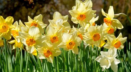 Когда сажать луковицы. Не пора ли обновить луковичные на участке? Все сроки посадки и время выращивания луковичных на одном месте 01