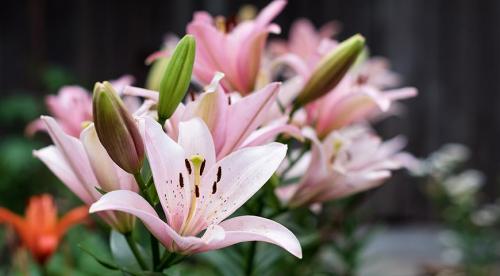 Когда сажать луковицы. Не пора ли обновить луковичные на участке? Все сроки посадки и время выращивания луковичных на одном месте 05