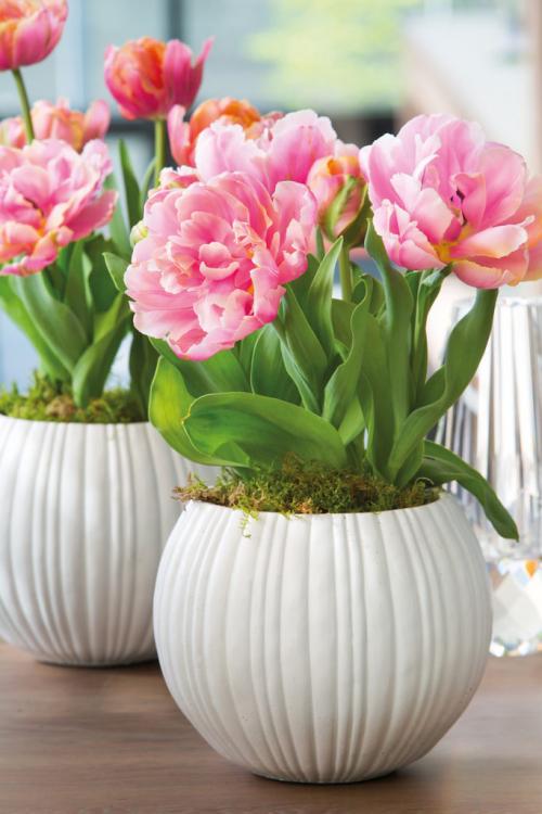 Как сажать луковичные цветы в горшках. Выращивания луковиц в горшках, заполненных почвой