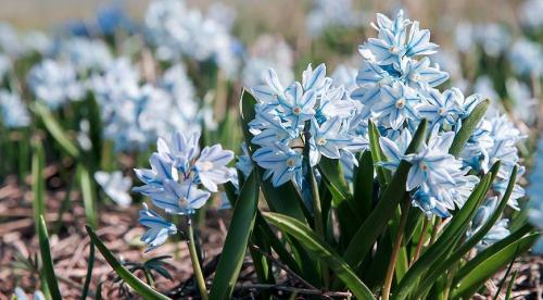 Когда сажать луковицы. Не пора ли обновить луковичные на участке? Все сроки посадки и время выращивания луковичных на одном месте 04