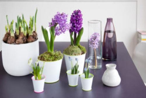 Как сажать луковичные цветы в горшках. Выращивания луковиц в горшках, заполненных почвой