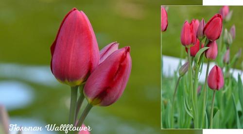 Когда сажать луковицы. Не пора ли обновить луковичные на участке? Все сроки посадки и время выращивания луковичных на одном месте 03