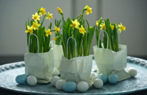 Как сажать луковичные цветы в горшках. Выращивания луковиц в горшках, заполненных почвой