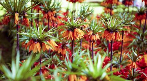 Когда сажать луковицы. Не пора ли обновить луковичные на участке? Все сроки посадки и время выращивания луковичных на одном месте 02