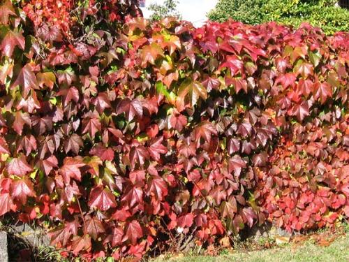 Каркас для девичьего винограда. Девичий виноград в ландшафтном дизайне приусадебного участка