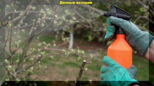 Смесь мочевины и железного купороса весной. Весенняя лечебно — искореняющая обработка сада