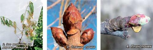 Карбамид, как лучшее средство для искореняющей осенней.. Свойства мочевины (карбамида) 13 Карбамид, как лучшее средство для искореняющей осенней.. Свойства мочевины (карбамида) 13