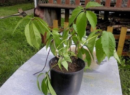 Размножение дикого винограда черенками. Черенками