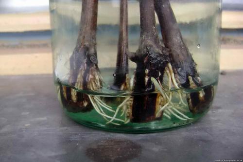 Виноград вичи размножение черенками. Уметь правильно размножить: 3 способа