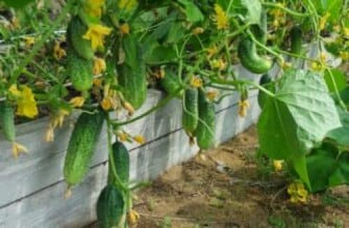 Мочевина для подкормки плодовых деревьев. Общие правила использования мочевины в саду и в огороде