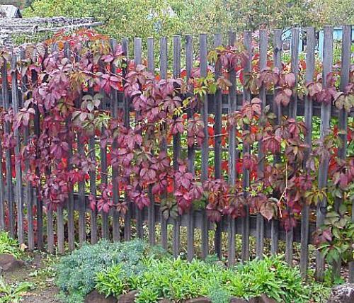 Девичий виноград размножение семенами. Навигация по записям