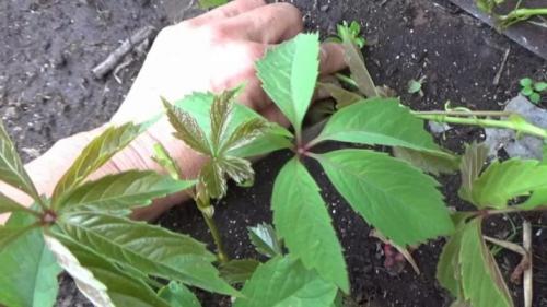 Размножение девичьего винограда отводками. Девичий виноград: размножение, посадка и уход. Как размножить «потомков» садов Семирамиды 06