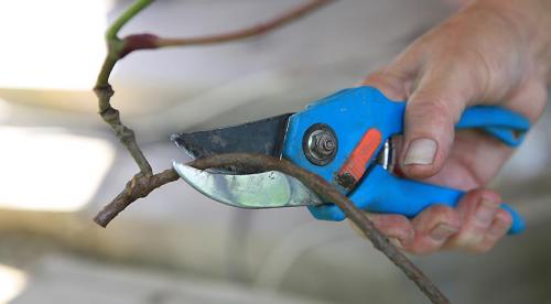 Размножение девичьего винограда отводками. Девичий виноград: размножение, посадка и уход. Как размножить «потомков» садов Семирамиды 07