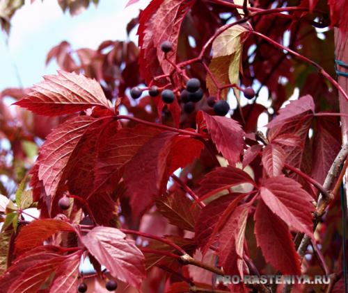 Размножение девичьего винограда отводками. Девичий виноград: размножение, посадка и уход. Как размножить «потомков» садов Семирамиды 01