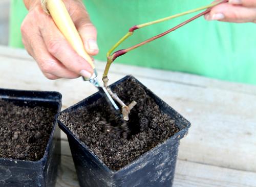 Как укоренить черенки дикого винограда. Уметь правильно размножить: 3 способа