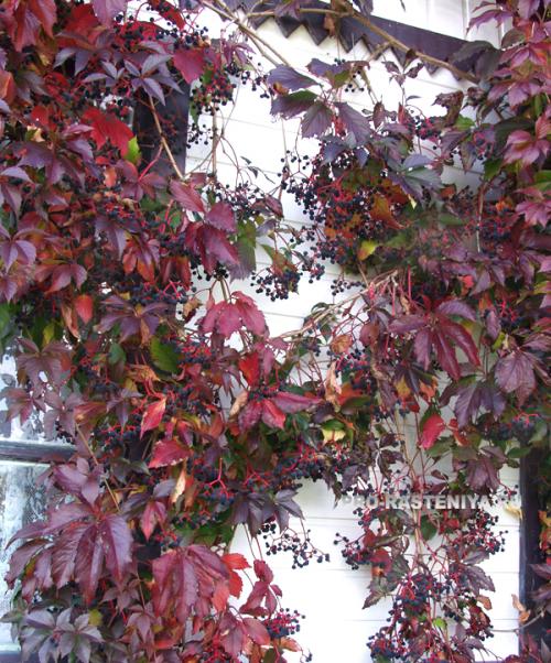 Размножение девичьего винограда отводками. Девичий виноград: размножение, посадка и уход. Как размножить «потомков» садов Семирамиды 02