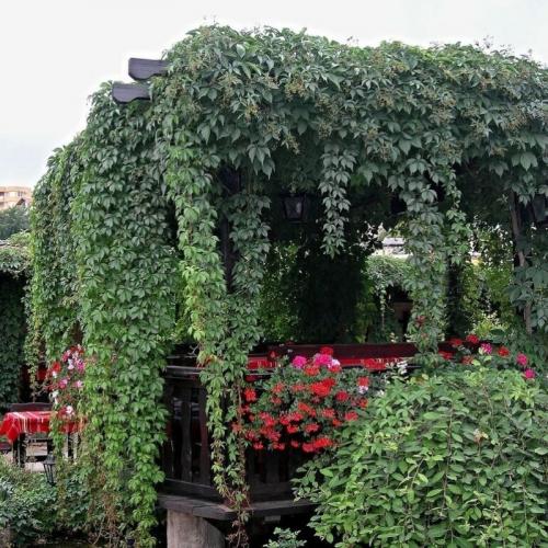 Девичий виноград, как посадить черенками. Девичий виноград — размножение черенками осенью 15