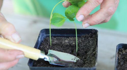Размножение девичьего винограда отводками. Девичий виноград: размножение, посадка и уход. Как размножить «потомков» садов Семирамиды 09