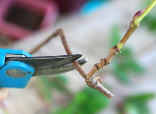 Как укоренить черенки дикого винограда. Уметь правильно размножить: 3 способа