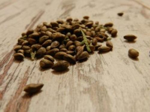 Когда собирать семена туи.