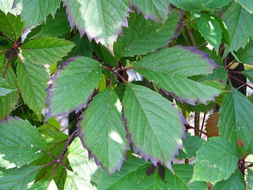 Девичий виноград размножение семенами. Навигация по записям