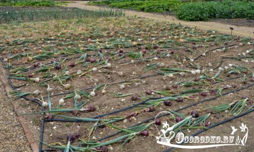 Как вырастить крупный лук на собственном участке?
