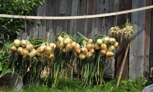 Как вырастить крупный лук на собственном участке?