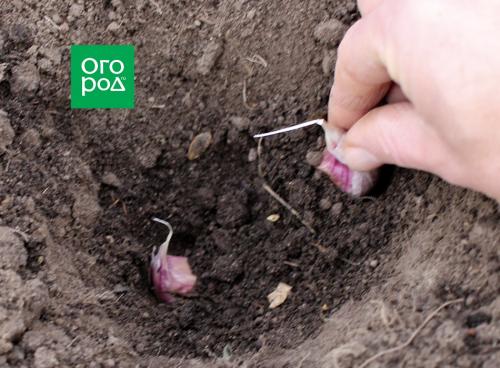 Чтобы чеснок вырос крупным. Выращивание крупного чеснока на огороде 05