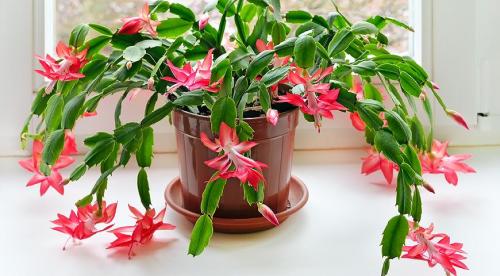 Уход за декабристом во время цветения. Правила ухода за декабристом в домашних условиях 01